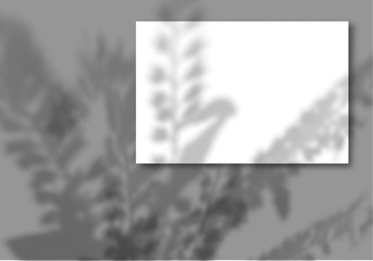 A sheet of white paper on a gray background. Mockup with overlay of plant shadows . Natural light casts the shadow of field plants and flowers from above