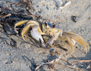 Ghost Crab on the virginia shore