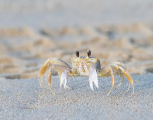 Ghost Crab on the virginia shore