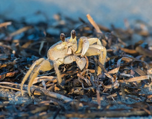 Ghost Crab on the virginia shore