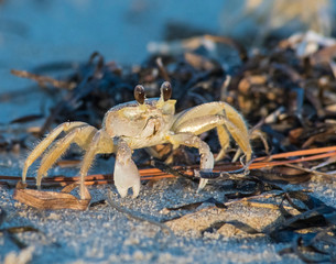 Ghost Crab on the virginia shore