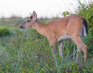 White-tailed Deer Doe