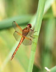 Drogonnfly perched 