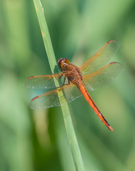 Drogonnfly perched 