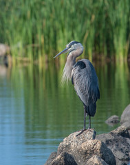 Great Blue Heron
