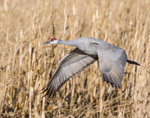 Sandhill Crane
