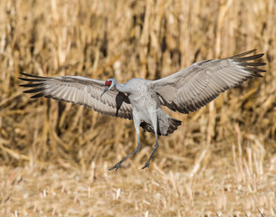 Sandhill Crane