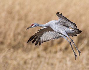 Sandhill Crane in flight