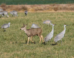 Obraz na płótnie Canvas A Mule deer Doe running through a flock of Snadhill Cranes