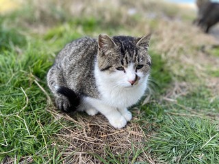 さくらねこは愛されねこ