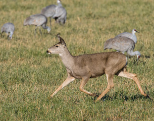 A Mule deer Doe running through a flock of Snadhill Cranes