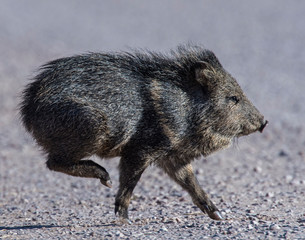 Javalina