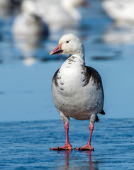 Blue phase Snow Goose standing on frozen ice