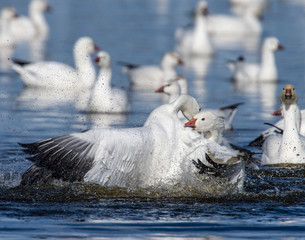 Snow Goose fight
