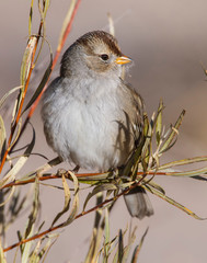 Immature White-crowned Sparrow