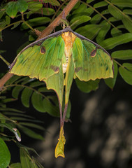 Luna Moth