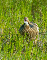 American Bittern