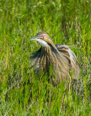 American Bittern