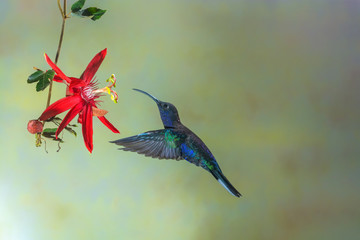 Violet Sabrewing hummingbird and passionflower