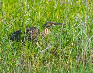 American Bittern