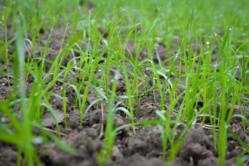 Young wheat seedlings growing in a soil