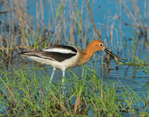 American Avocet
