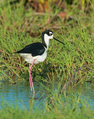 Black-necked Stilt