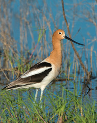 American Avocet