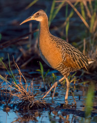 King Rail in a marsh