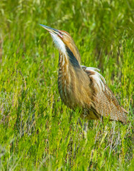 American Bittern