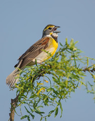 Dickcissel