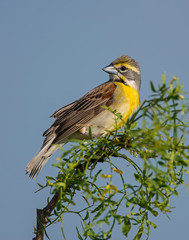Dickcissel