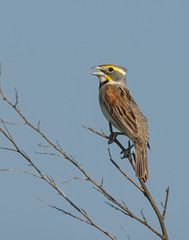 Dickcissel