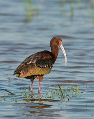 White-faced Ibis