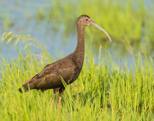 White-faced Ibis
