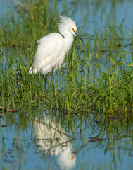 Snowy Egret