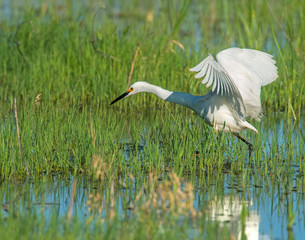 Snowy Egret