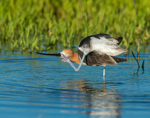 American Avocet