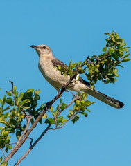 Northern Mockingbird