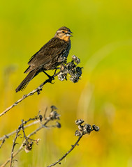 Female Red-winged Blackbird