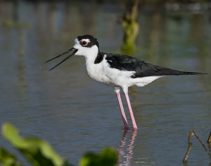 Black-necked Stilt