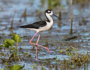 Black-necked Stilt