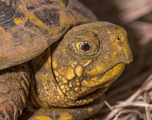 Female Ornate Box Turtle