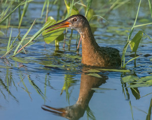 King Rail swimming in the water