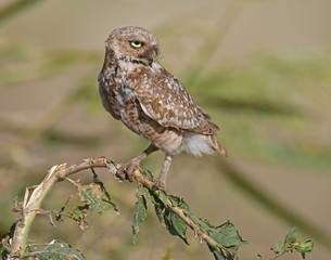 Burrowing Owl