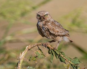 Burrowing Owl