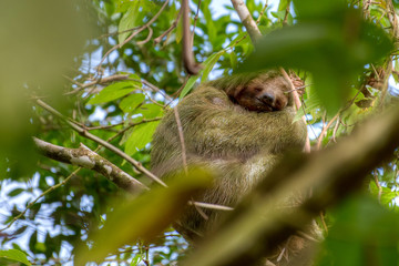 Sleepy sloth throught the leaves, Costa Rica