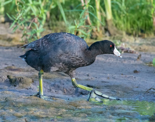 American Coot out of the water