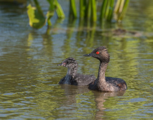Eared Grebe with chick