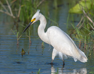 Snowy Egret